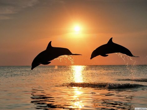 delfin_dolphin35.jpg